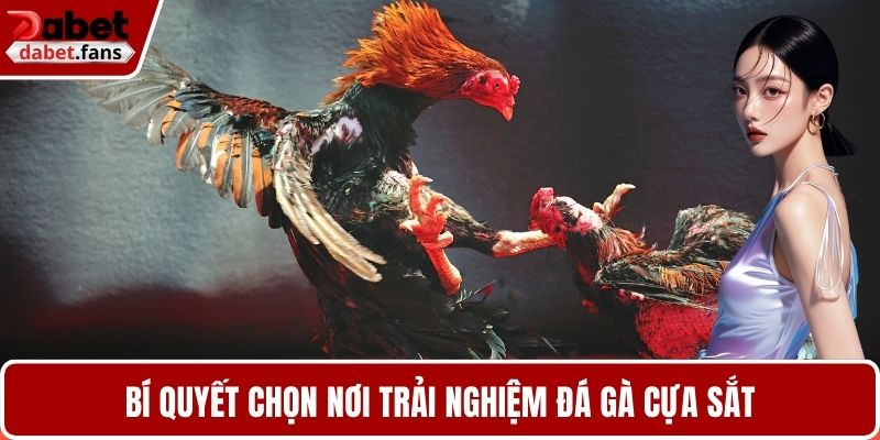 Bí quyết chọn nơi trải nghiệm đá gà cựa sắt