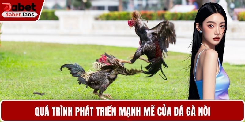 Quá trình phát triển mạnh mẽ của đá gà nòi